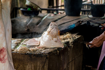 Swine slaughterhouse uses hot water for swine breeding in Thailand.
