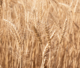 ears of wheat as background