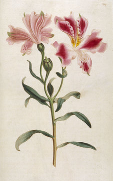 Alstroemeria Pelegrina. Date: 1795