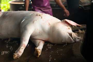 Swine slaughterhouse uses hot water for swine breeding in Thailand.