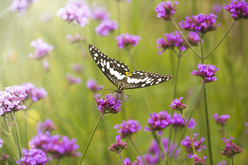 Beautiful Butterfly on Colorful Flower garden, background nature