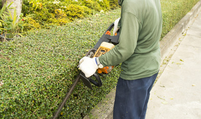 the gardener is trimming branches