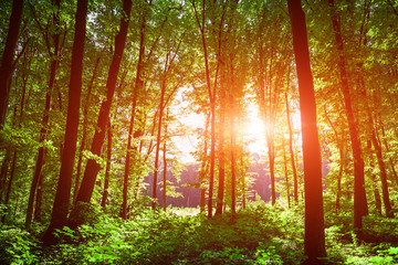 forest trees nature green wood sunlight backgrounds