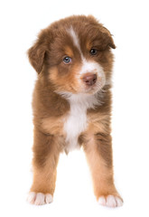 australian shepherd dog