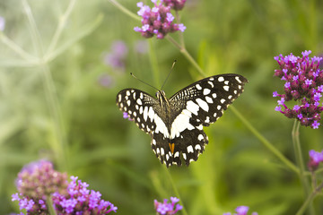 Beautiful Butterfly on Colorful Flower garden, background nature