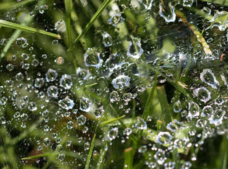 Fototapeta na wymiar Spider web on green grass with drops of water
