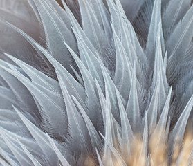 Gray feathers as background