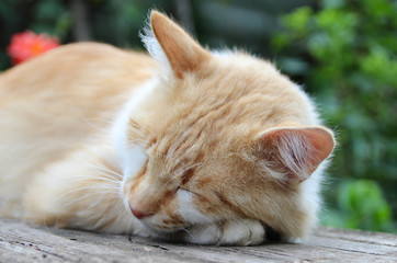 Red-headed cat. Pets
