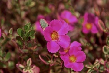 Obraz premium Portulaca oleracea (common purslane, also known as verdolaga, little hogweed, red root, pursley