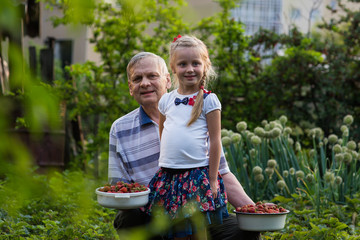 Grandfather with granddaughter with strawberries in his garden on a summer day. Grandpa holds two bowls of strawberries