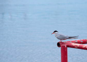 Bird on the pier.  Arctic tern