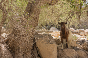 Goat in an oasis in the Wadi Al-Arbaeen in Oman
