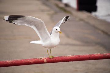 Sea gull on te pier. 