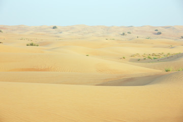 Fototapeta na wymiar Shifting sand dunes with wind marks in the Dubai desert