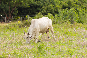 Thai cow in field