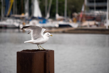Sea gull on te pier. 