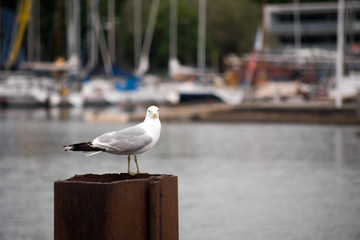 Sea gull on te pier. 