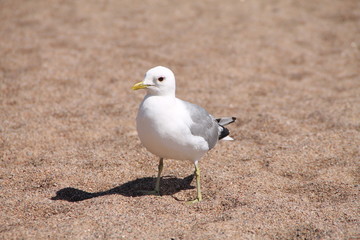 Die Silbermöwe