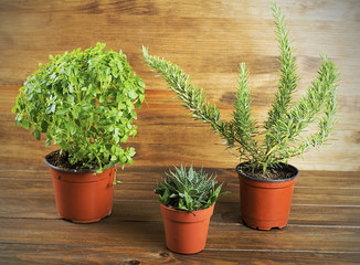 Four decorative green plants on wooden table. Horizontal studio shot.