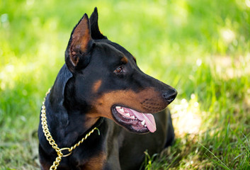 A portrait of a thoroughbred dog in nature