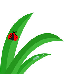 Fresh green grass stalk close up. Water drop set. Morning drop set. Ladybug Ladybird insect. Cute cartoon baby character. Garden nature decoration element. Flat design. White background. Isolated.