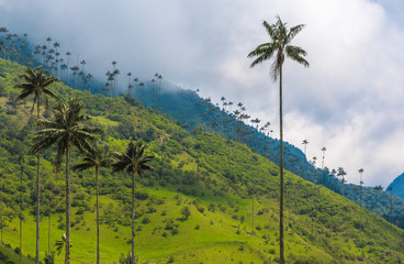 Fototapeta na wymiar Wax palm trees of Cocora Valley, Colombia