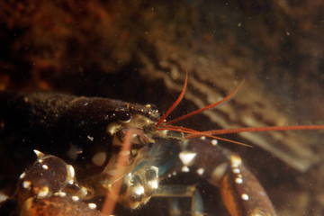 closeup of a lobster in his cavity