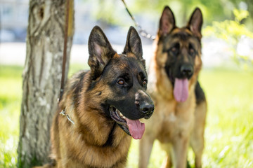 Two dogs of a sheepdog on the nature