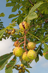 Rosskastanien, Aesculus hippocastanum © M. Schuppich