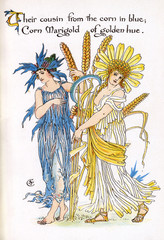 Cornflower and Corn Marigold. Date: 1895 © Archivist