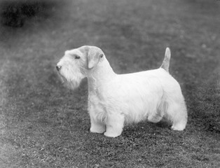 Sealyham - Brash Beacon. Date: 1934