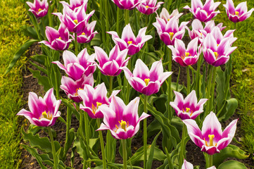 Background of pink and white tulips