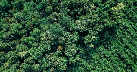 Aerial Drone Flyover View Of Large Green Forest In Summer