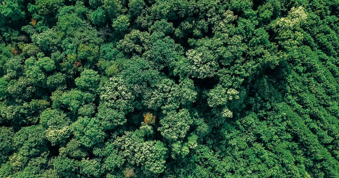 Fototapeta Aerial Drone Flyover View Of Large Green Forest In Summer