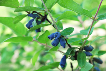 Honeysuckle berries on shrub