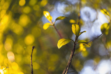 New leaves on the background of tree crowns