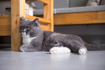 Gray British shorthair cats, indoors