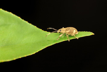 A cute and tiny yellow bettle on the green leave. Image has grain or blurry or noise and soft focus when view at full resolution. (Shallow DOF, slight motion blur)