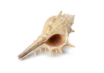 Seashell isolated on white background