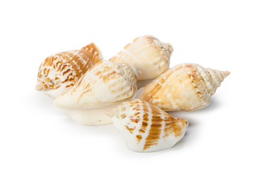 Seashell isolated on white background