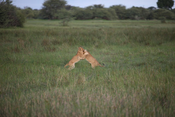 Lion wild dangerous mammal africa savannah Kenya