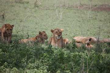 Lion wild dangerous mammal africa savannah Kenya