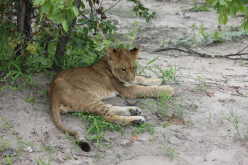 Lion wild dangerous mammal africa savannah Kenya