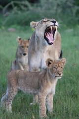 Lion wild dangerous mammal africa savannah Kenya