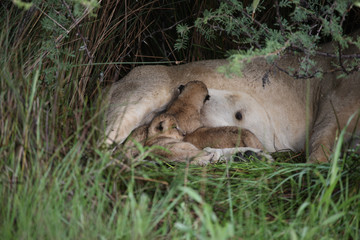 Lion wild dangerous mammal africa savannah Kenya