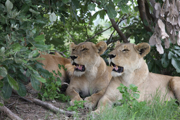Lion wild dangerous mammal africa savannah Kenya