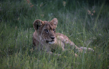 Lion wild dangerous mammal africa savannah Kenya