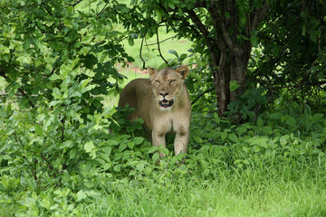 Lion wild dangerous mammal africa savannah Kenya