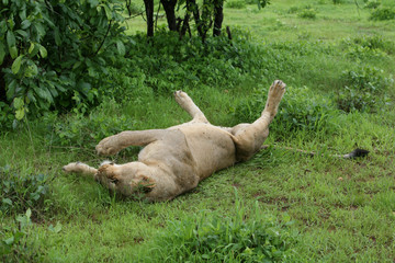 Lion wild dangerous mammal africa savannah Kenya