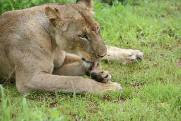 Fototapeta na wymiar Lion wild dangerous mammal africa savannah Kenya